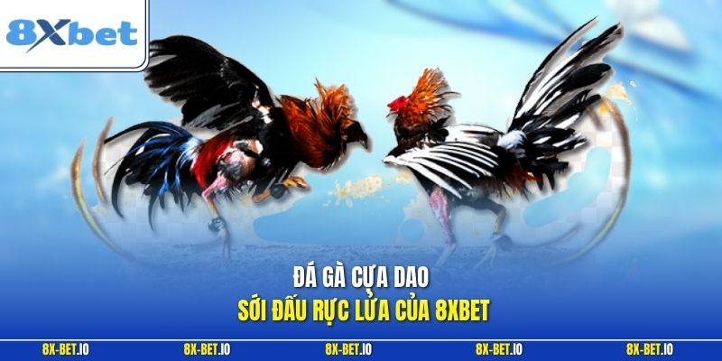 Đá gà cựa dao sới đấu rực lửa của 8xbet