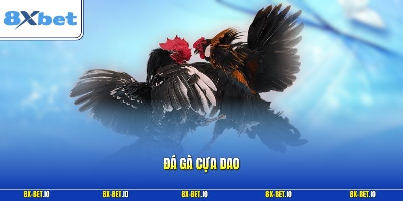 Đá gà cựa dao