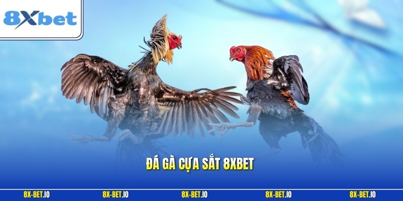 Đá gà cựa sắt