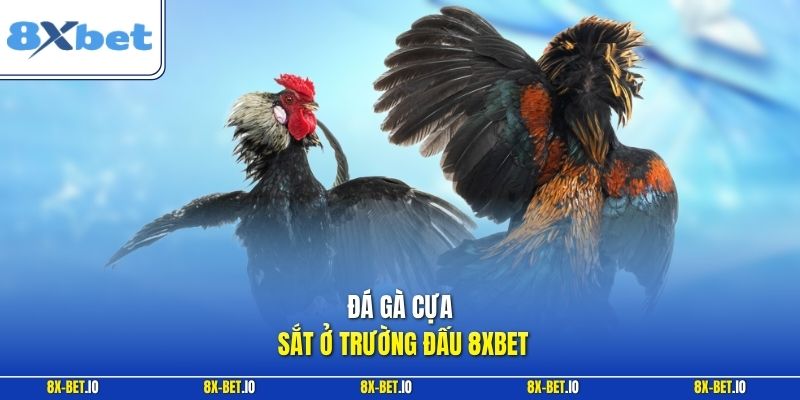 Đá gà cựa sắt ở trường đấu 8xbet