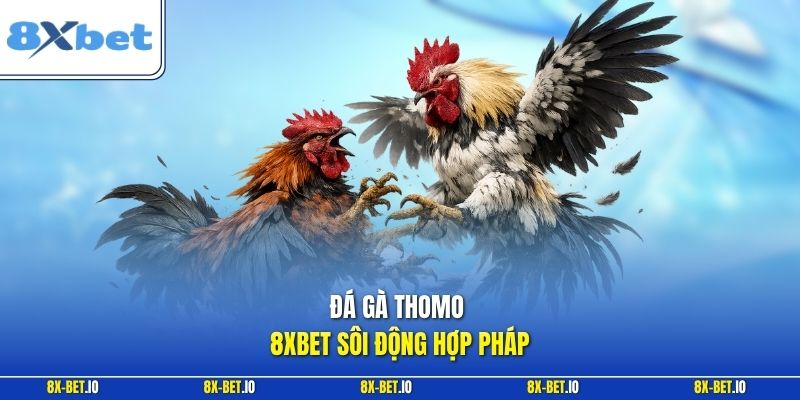 Đá gà Thomo 8xbet sôi động hợp pháp