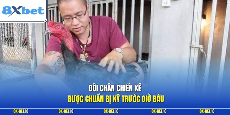 Đôi chân chiến kê được chuẩn bị kỹ trước giờ đấu