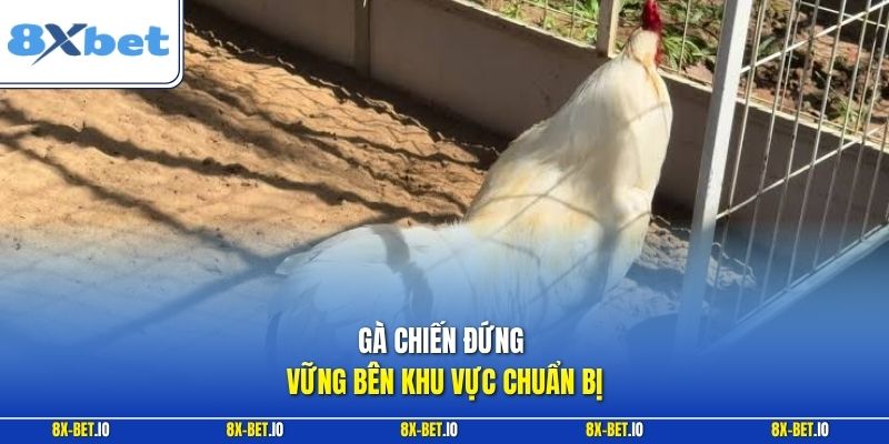 Gà chiến đứng vững bên khu vực chuẩn bị