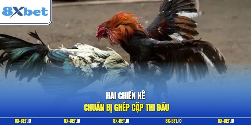 Hai chiến kê chuẩn bị ghép cặp thi đấu