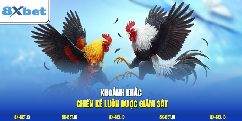 Khoảnh khắc chiến kê luôn được giám sát