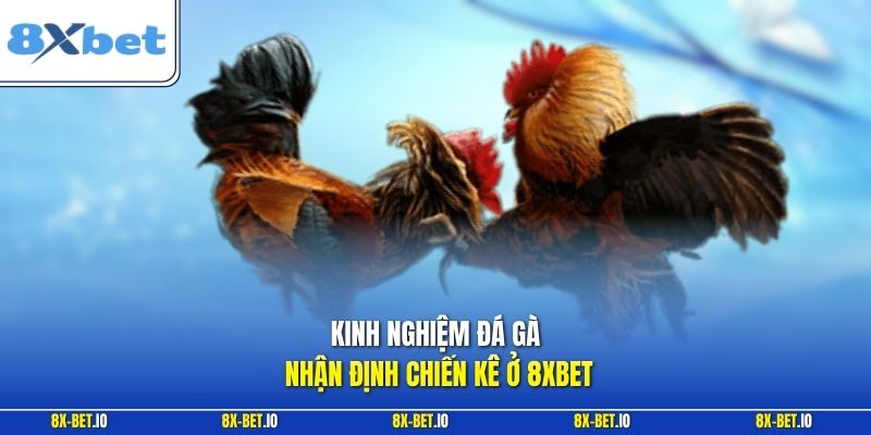 Kinh nghiệm đá gà nhận định chiến kê ở 8xbet