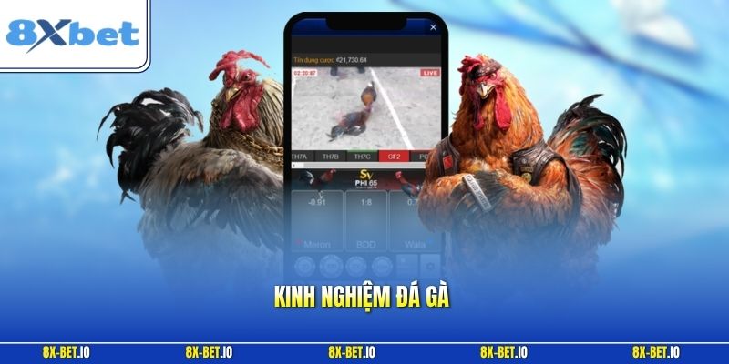 Kinh nghiệm đá gà