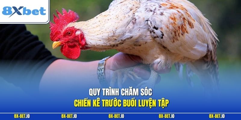 Quy trình chăm sóc chiến kê trước buổi luyện tập